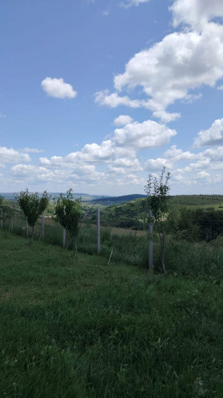 Teren intravilan, 1000 mp, Suceagu