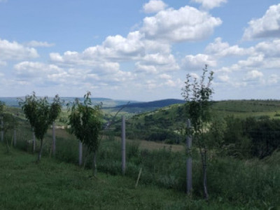 Teren intravilan, 1000 mp, Suceagu